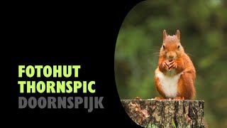 Doornspijk  Fotohut Thornspic 20241018  Birding NL [upl. by Yliab773]