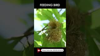 Male Olive Backed Sunbird Feeding the baby chicks [upl. by Stilu40]