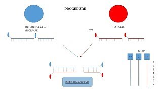 CHROMOSOME ANALYSIS  INTRODUCTION APPLICATION amp TECHNIQUE FOR CHROMOSOME ANALYSIS [upl. by Anileve583]