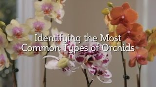 Identifying the Most Common Types of Orchids [upl. by Torin]