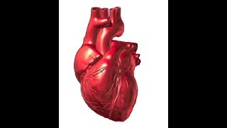 مراحل تكوين القلب داخل الجنين خطوة بخطوة Embryology of the heart [upl. by Dusza719]