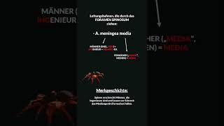 Eselsbrücken zum Foramen spinosum  Leitungsbahnen [upl. by Wynny5]