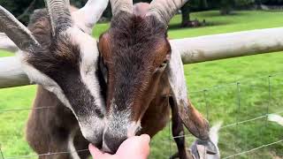 Buttercups Goat Sanctuary Maidstone Kent August 1st 2024 [upl. by Nasah]