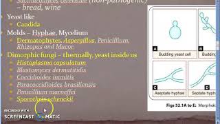 Microbiology 577 b Fungal Diseases Mycosis Superficial Sub cutaneous Systemic Opportunistic [upl. by Meingolda881]