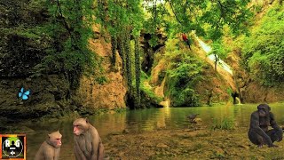 Jungle Sounds  Rainforest Ambience and Animals Sounds for Sleeping Studying Relaxation  8 Hours [upl. by Gluck673]