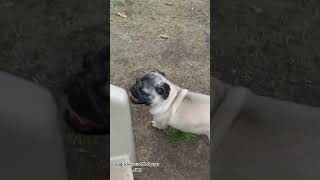 Run carlino puppy pug funnyanimal fun funnydog doggo carlover running petdoggo cachorro [upl. by Retseh]