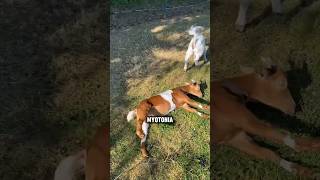 Why are these goats paased out shorts youtubeshorts facts viralshorts viral [upl. by Fayola]