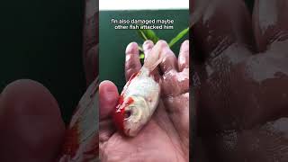 Incredible Goldfish Survives Losing Both Eyesyogen sinjali [upl. by Zacharia]