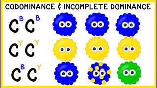 Codominance and Incomplete Dominance NonMendelian Genetics [upl. by Einahets]