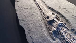 1345 Fossil Crocodile Skeleton  Steneosaurus bollensis from Holzmaden Shale [upl. by Tema]