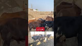 Sasti parching 65 hazr par janwer cholistanibachrequrbani2024 [upl. by Karilla732]