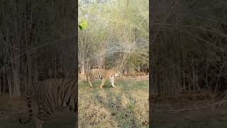 Tigers of bandhavgarh tiger tigerreserve wildlife bandhavgarhshorts viralshorts tigerreserve [upl. by Josephina]