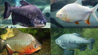 Top 4 types of pacu fishpacu fish typespacu vs piranhapacu fish carered belly pacualbino pacu [upl. by Araihc]