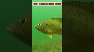 Add Weight for Float Fishing Success [upl. by Einatirb]