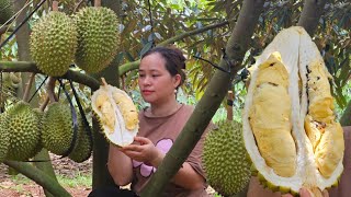 Harvest Durian Goes to market sell  Returned home to visit his biological parents  Lý Thị Ca [upl. by Ariajaj7]