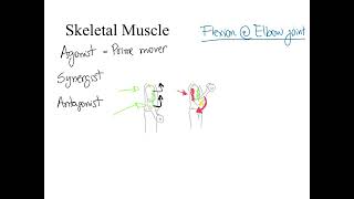 Dr Benaduce Agonist antagonist and synergist muscles Muscular System lecture [upl. by Nickolas]