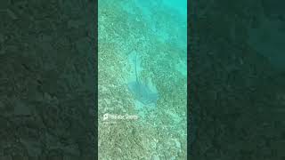 Stingray filmed on sea bed mediterraneansea underwaterencounters underwaterexploration [upl. by Raseac]