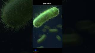 Bacteria 🦠 short Animation [upl. by Idoux]