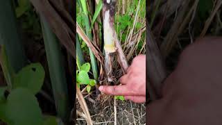 Sugar Cane  Stilt Roots  Root Modification shorts sugarcane biology farming [upl. by Allesiram]