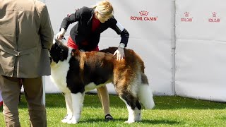 EXPOZITIE CANINA 29 APRILIE 2023 CREVEDIA DAMBOVITA CAC  CACIB SAINT BERNARD 2 [upl. by Tawsha]