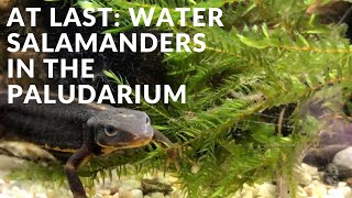 Water salamanders in the paludarium [upl. by Laira369]