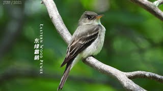 Eastern Wood Pewee [upl. by Aihsyak]