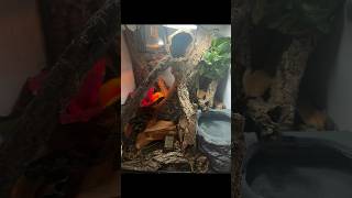 LEACHIE GECKO SETUP‼️ BIOACTIVE MUST WATCH leachieanus gecko [upl. by Asile]