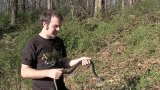 Herping Maryland Episode Two [upl. by Magill]