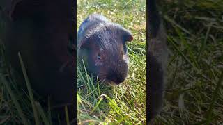 Guinea pig in the wild [upl. by Marget238]