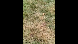 How to check for grub worm damage in a lawn [upl. by Aibar]