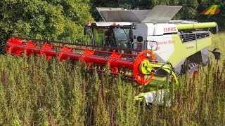 Hanf ernten  Claas Mähdrescher Traktor Fendt biologischer Hanfanbau Innovation BIO Landwirtschaft [upl. by Laenaj]