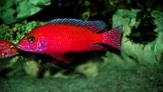 Firefish Coral Red Aulonacara Cichlid Ciklet Aras World [upl. by Oremor]