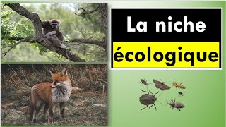 La niche écologique [upl. by Alliuqal]