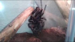 Poecilotheria metallica female and male 20140105 [upl. by Anastatius]