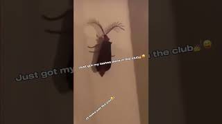 An Eyelash bug👁️🪳probably gon lose subs  memefunny funny megantheestalliontypebeat [upl. by Jezrdna711]