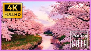 💦🌸 4K BOSQUE Japones en PRIMAVERA ▶ Sonido de las FLORES de CEREZO o SAKURA 🌺🍃 8 HORAS [upl. by Lotsyrc]