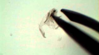 Drosophila Salivary Gland Dissection [upl. by Clapp652]