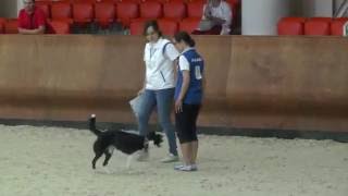 FCI Obedience World Championship 2016 [upl. by Nilerual]