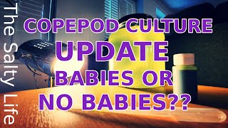 COPEPOD CULTURE UPDATE  FEEDING amp MORE [upl. by Rosaleen739]