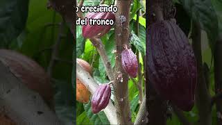 ¡No Creerás Dónde Crecen las FRUTAS en este Árbol Brasileño🌳 curiosidadesnaturales curiosidades [upl. by Haerr]