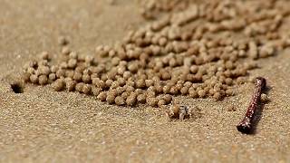 Sand bubbler crab at Gokarna [upl. by Notelrahc]