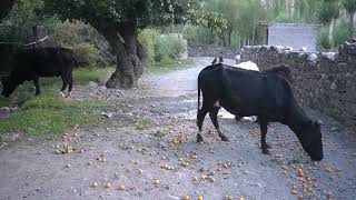 process of Collection of Apricots at mountain areasvillage lifestyle [upl. by Aker]