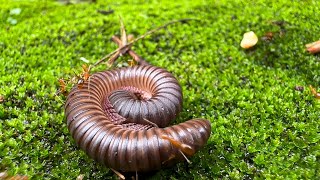 Chocolate Millipede  The Best Pet Invertebrate [upl. by Aehtla386]