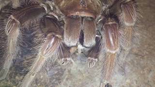 Scolopendra Gigantea And Theraphosa Apophysis Feeding Mouse Fluffs [upl. by Notsob486]