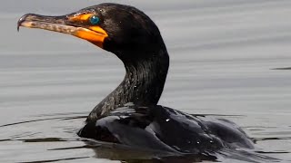 Cormorant diving eating fish fighting flying  Double crested [upl. by Allets9]