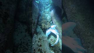 Wobbegong shark eating Port Jackson shark shark sharks diving underwater ocean [upl. by Feeney]