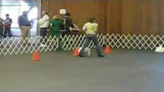 Perfect Score at AKC Rally Novice Trial [upl. by Nnyw]