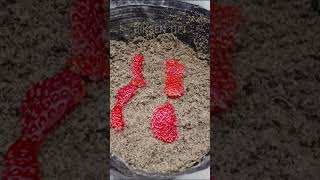 Planting strawberry seeds at home is very easy shorts short [upl. by Nosaes]