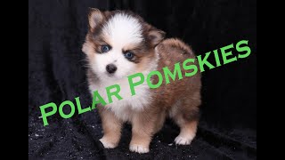 Pomsky Puppies  AVAILABLE  Polar Pomskies [upl. by Ashwin815]