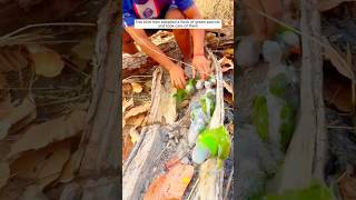 Man Find a Nest Of Parrots 🦜 in Forest bird shorts facts viralvideo trending parrot [upl. by Golda783]